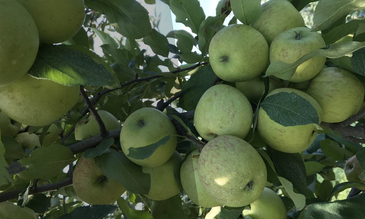 Oleh-oleh Malang: Dari Apel hingga Keripik Tempe yang Melegenda